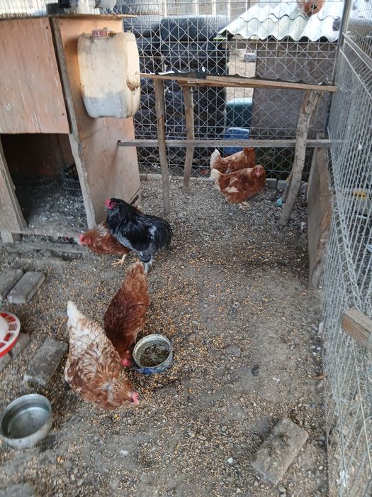 Gaini Isa Braun si cocos araucana