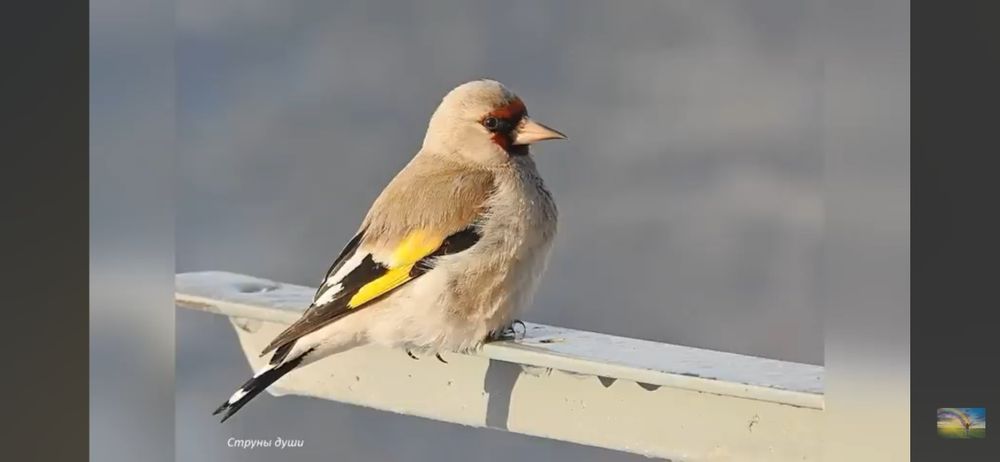 Щигол седоголовый