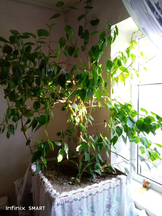 Гул китайский роза