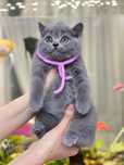 British shorthair blue puiut