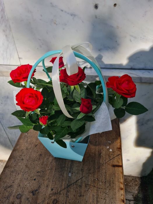 Комнатная роза. Роза в горшке.