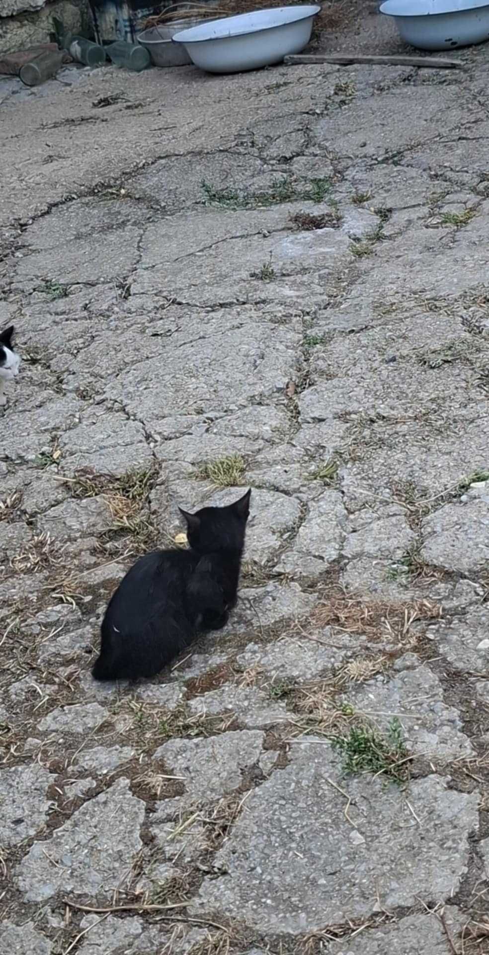 Подарявам малки котенца