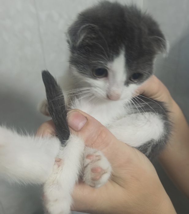 Продам котёнка-девочку (Скоттиш-фолд, 1 месяца)
