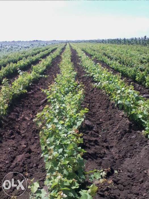 Vând Butasi vita de vie