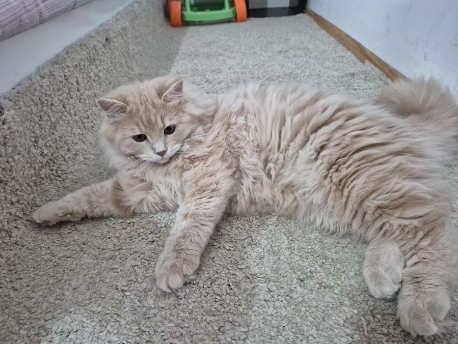 Женско персийско коте