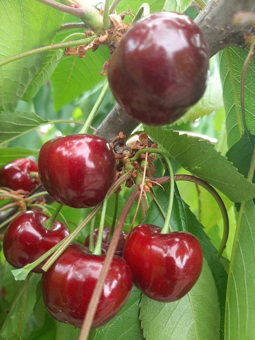 Pomi fructiferi certificati