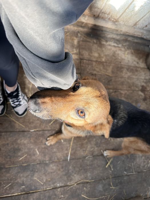 Собачка в поске любящего дома