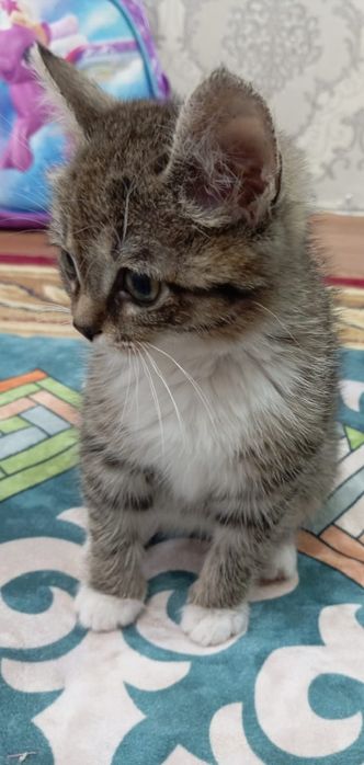 Отдадим котят в добрые руки