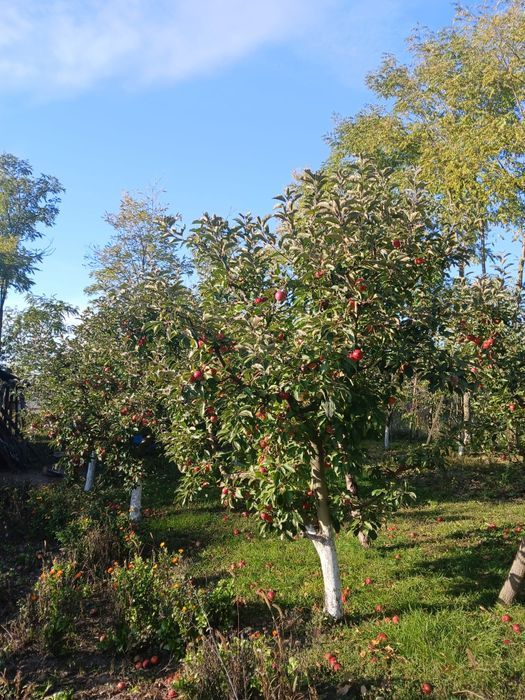 Vând mere diverse soiuri