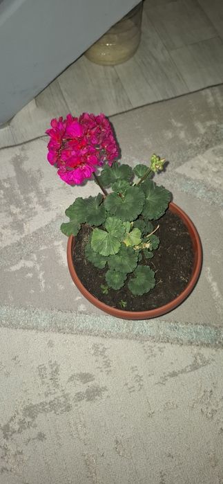 Продам домашний цветы