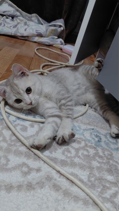 Шотландский кот