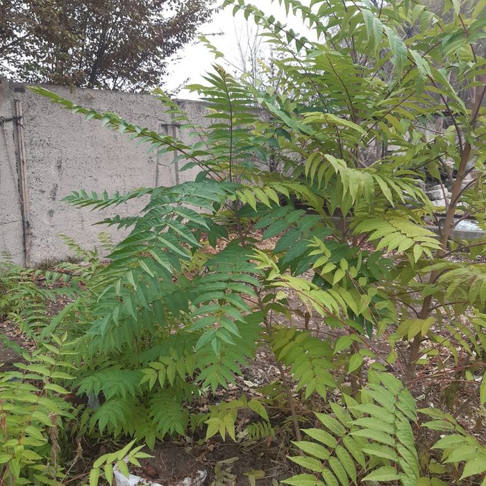 Сожинккий дерево