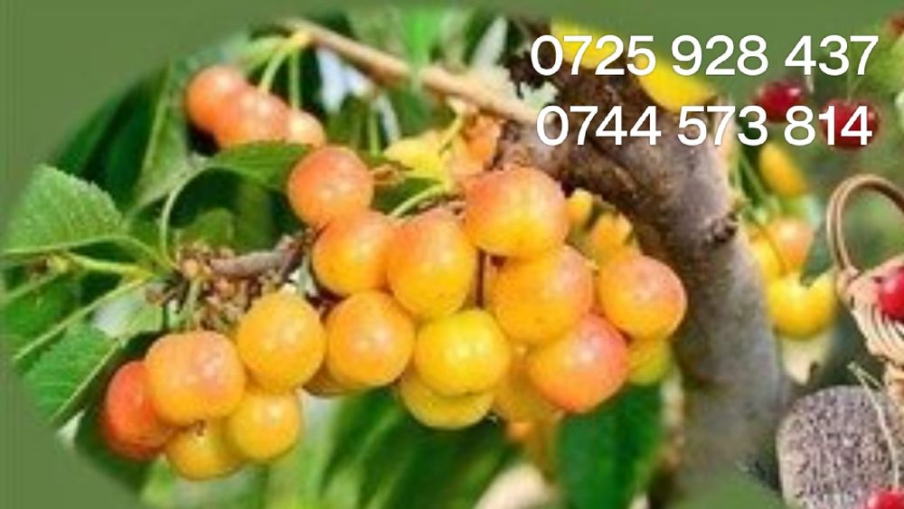 Catina, cires Maxut,Liliac altoit/nealtoit,Cires Galben. Paulownia