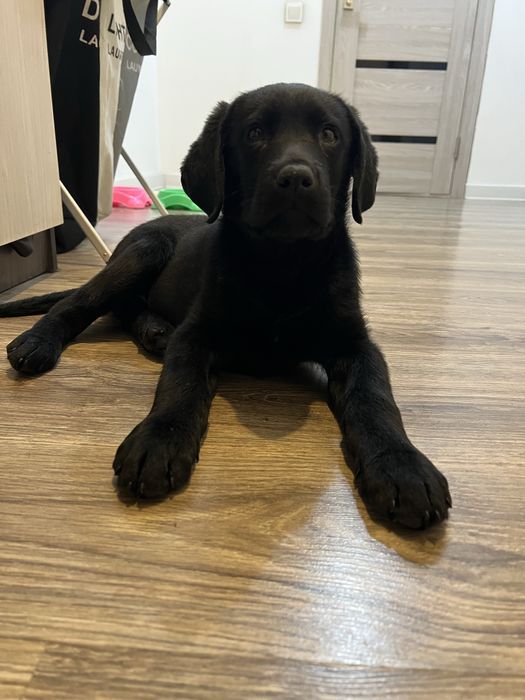 Щенок Лабрадор 3 месячный продается
