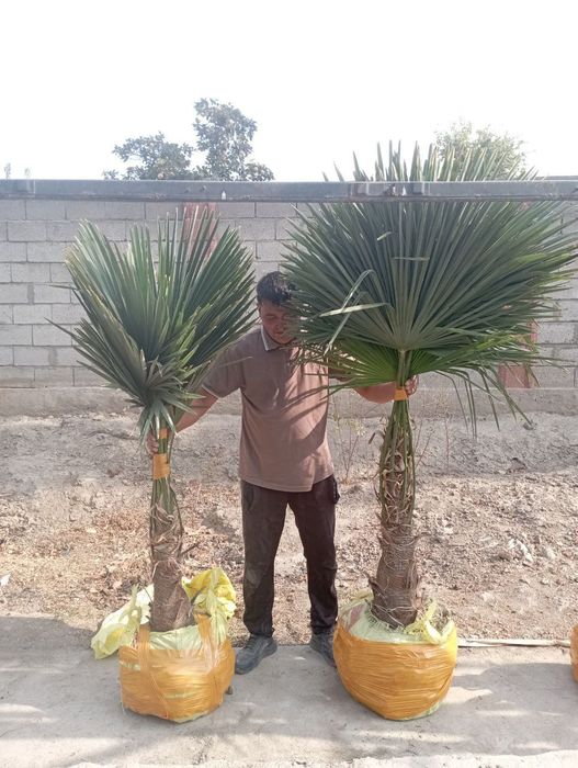 Sifatli palma guli bor