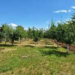 Producator vând prune