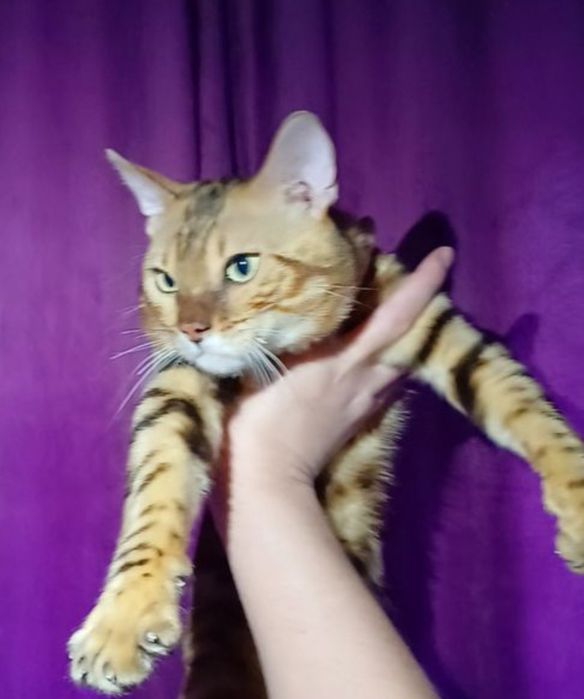 Продам Бенгальского кота (золото)