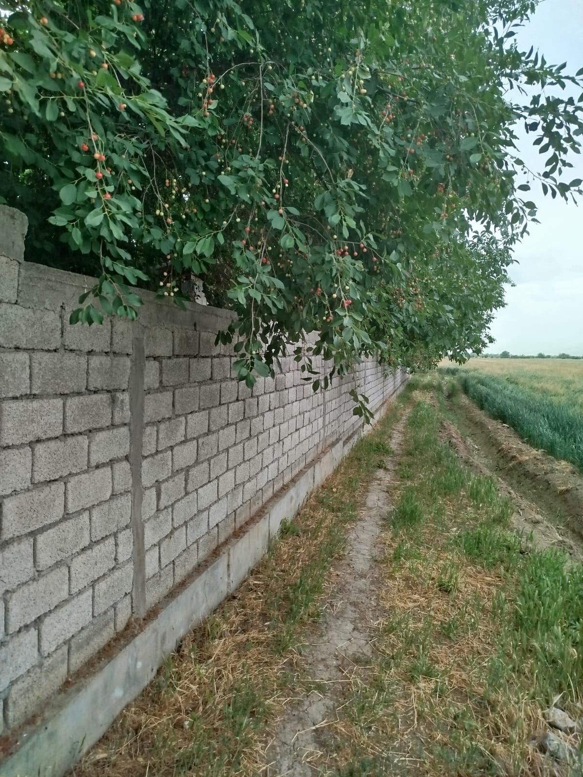 Янги Тошкент участок с времянкой