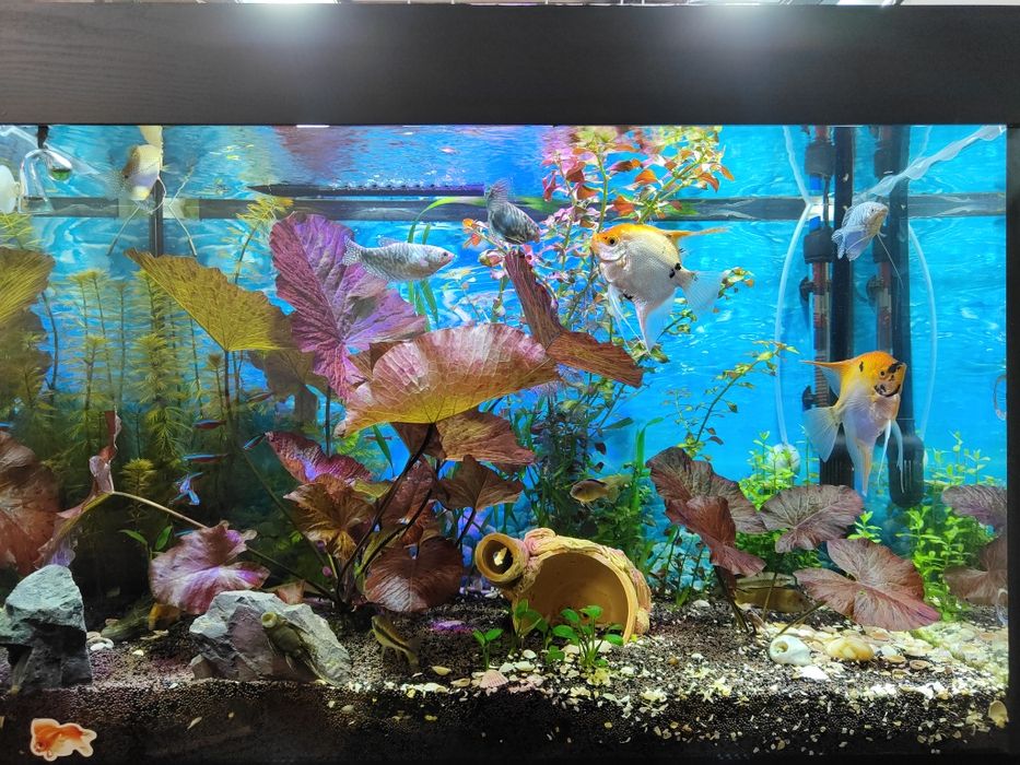 Нимфея красная тигровая