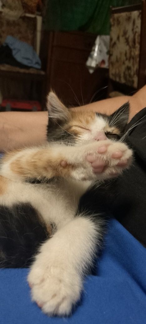 Котенок  девочка