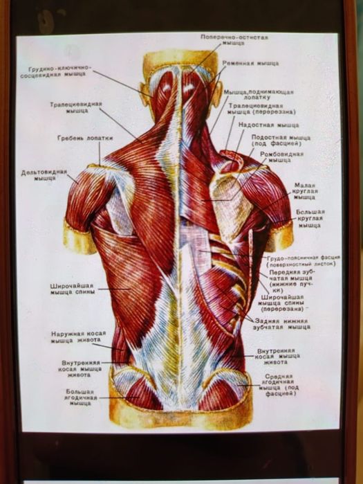 Лечебный массаж .