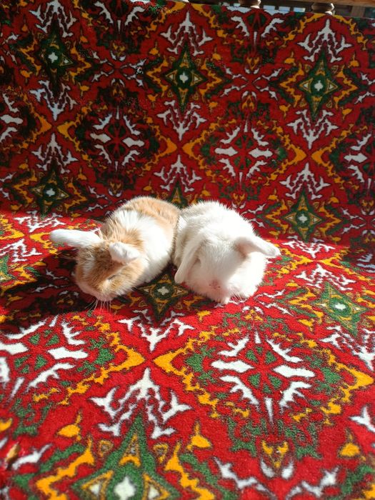 Karlik baran Sotiladi