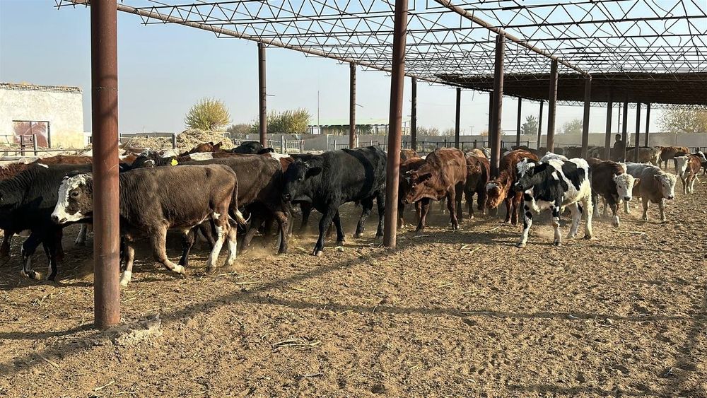 Россиядан обкелинганган хуккизлар 60та