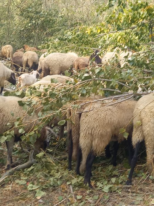 Vănd Mieluțe !!!