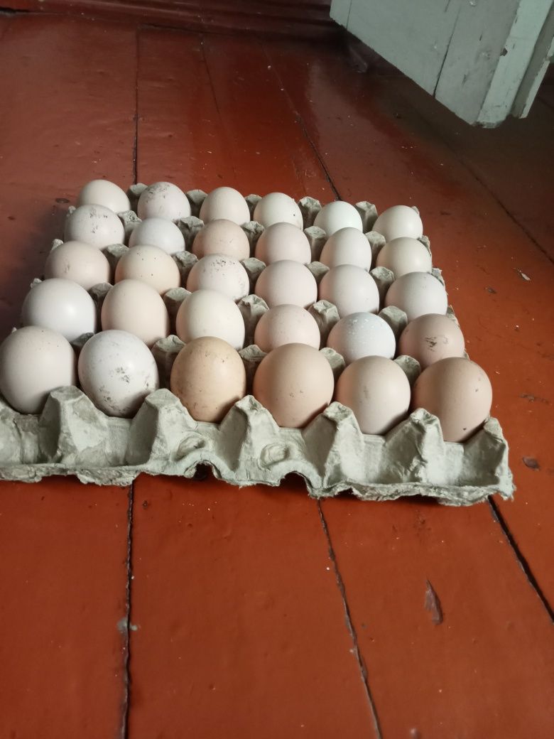 Яйца домашние инкубационные Чешские вылупление 99%