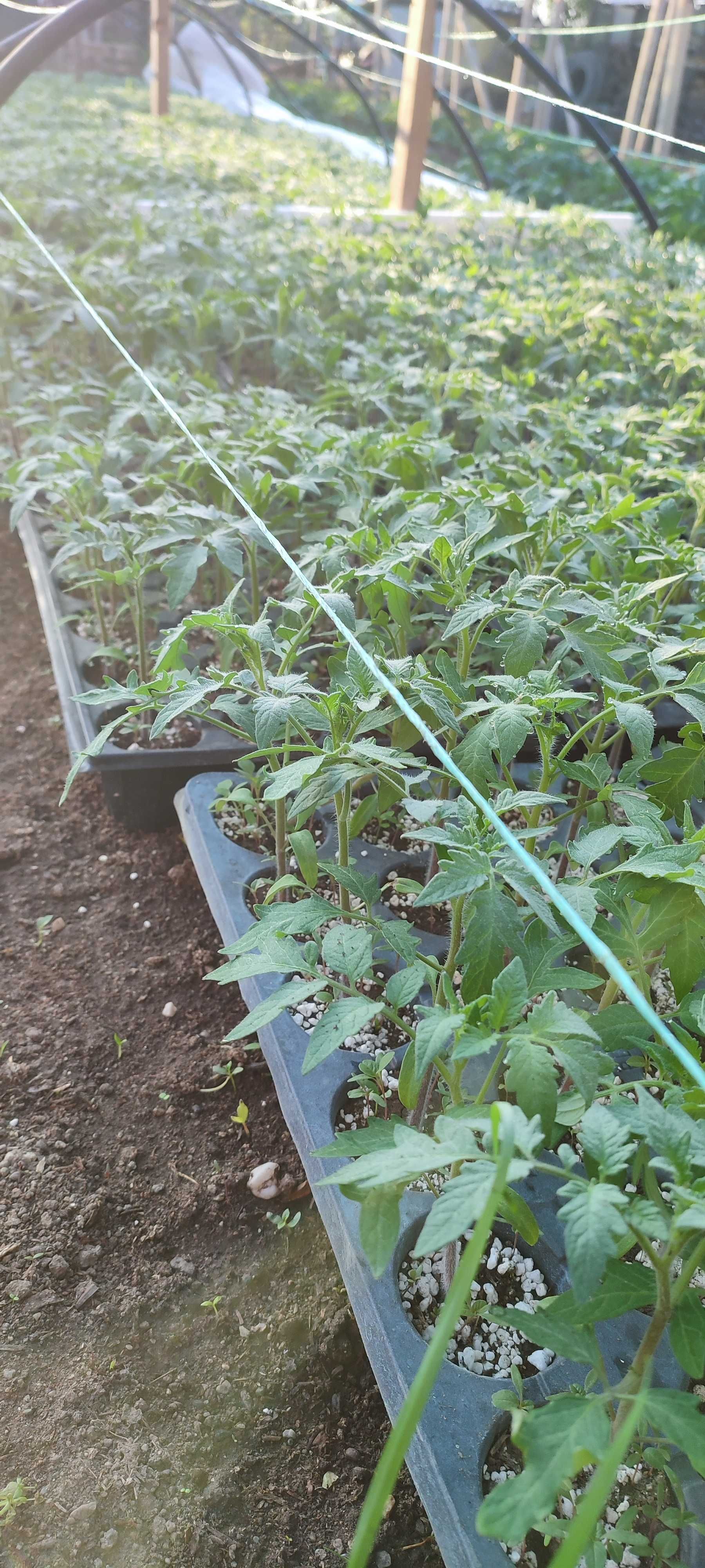 Разсад домати и краставици, готови за разсаждане!