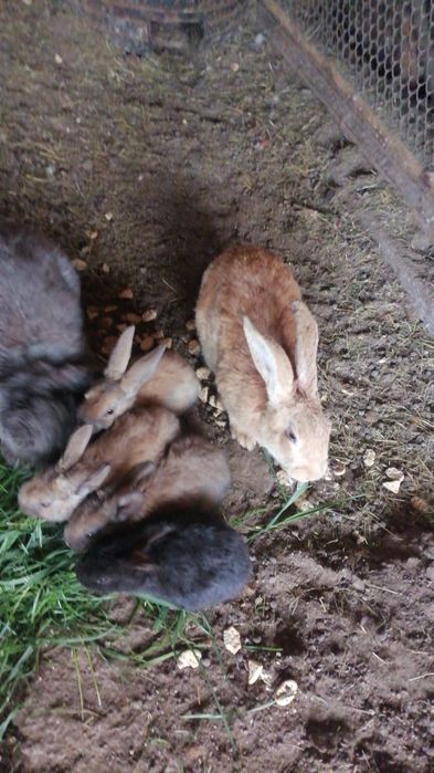 Iepuri de vânzare, schimb pe cereale  INCHID FERMA, VÂND TOT IEFTIN
