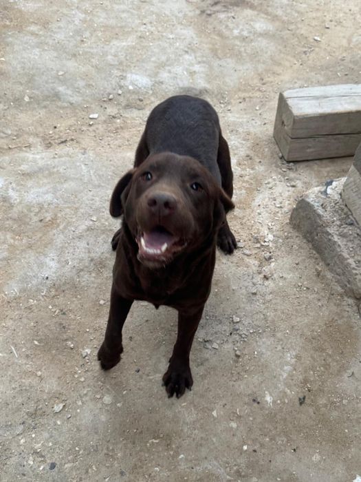 Собака Лабрадор.