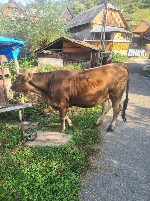 Jurinca a fata de vânzare