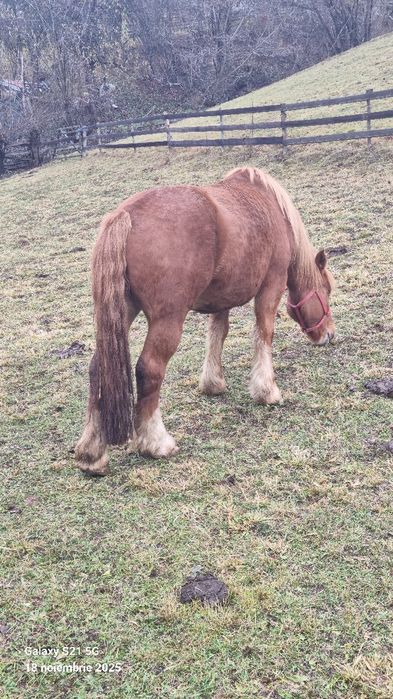 Manza de 3ani jumate