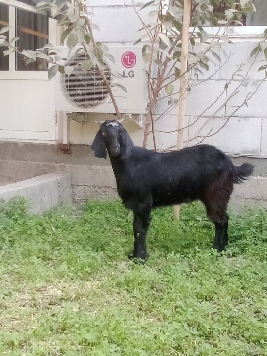 Улокча сотиладииии