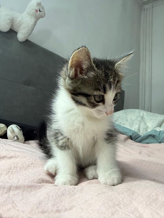 Котенок домашний, азиатская порода