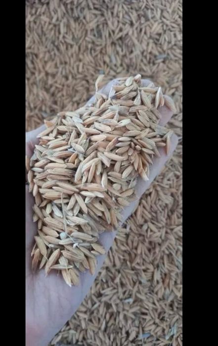 Салы Лазер күріш