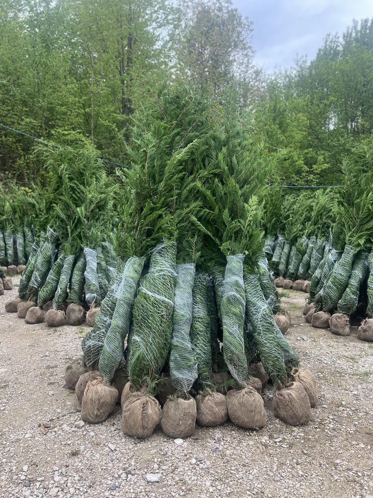 Chiparos leylandii transport si plantare oriunde in tara