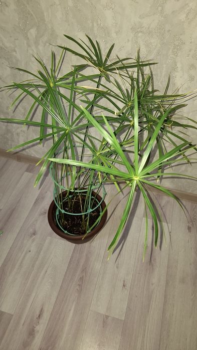 Комнатные цветы.