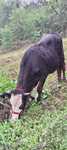 Vând vițea are 1 an