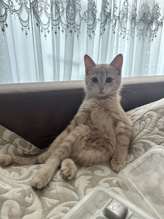 Отдам котенка в хорошие руки