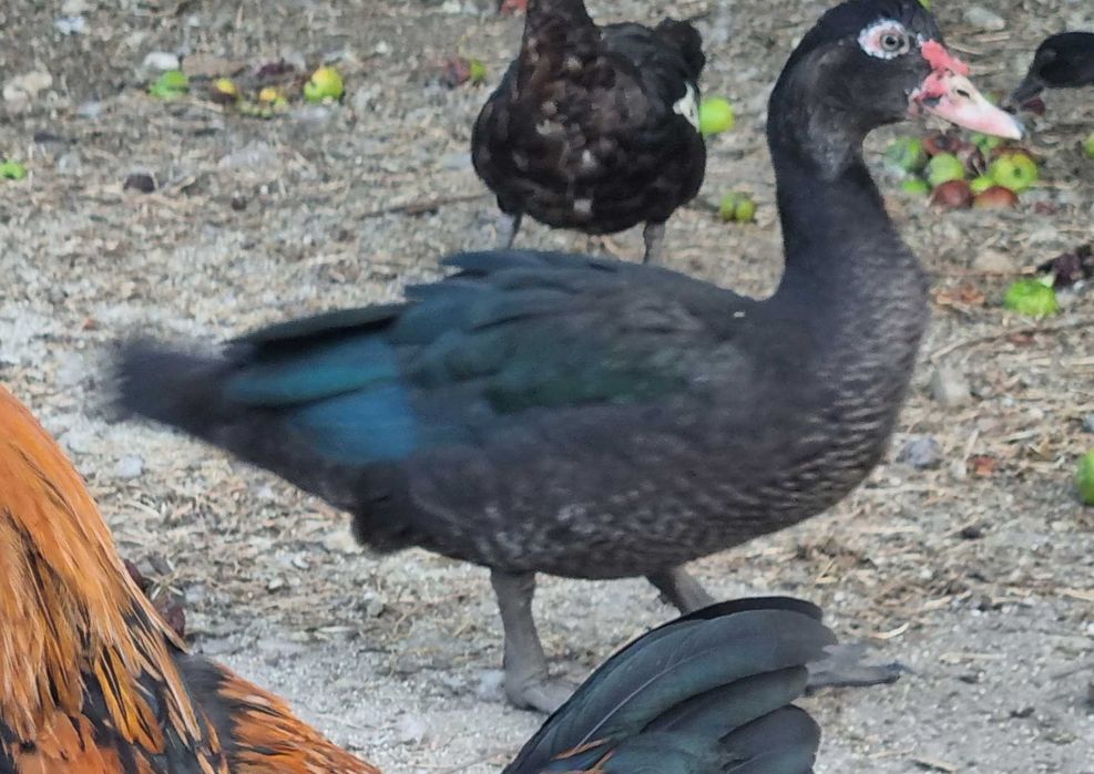 Rate si ratoi lesesti talie mare (linie de expozitie)