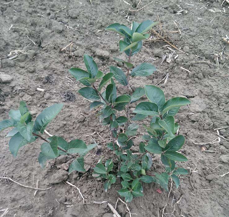Aronia de 2 ani la super pret