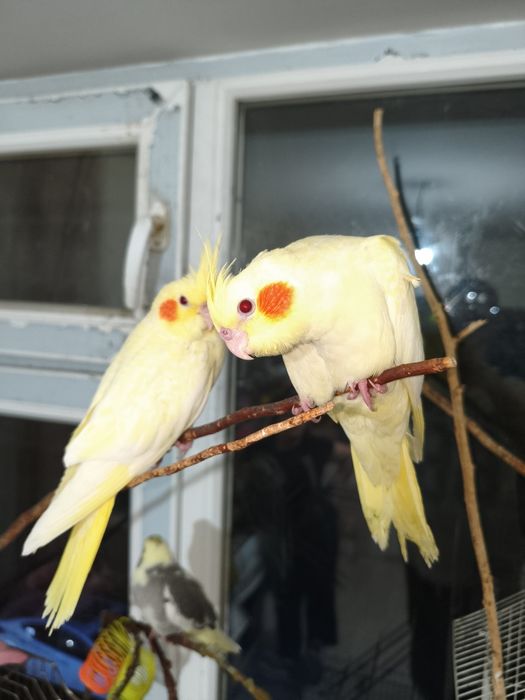 Продам попугая кареллу.