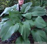 2 plante Hosta T Rex