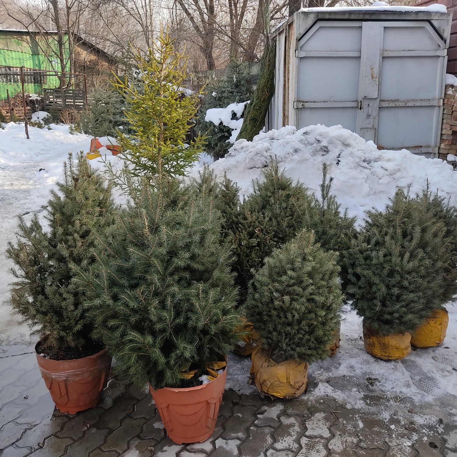 Ель Тянь-шанская 1 м - 20000 тг., купить елки оптом в Алматы