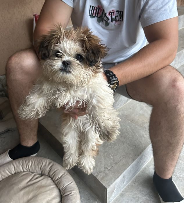 Catel shih tzu talie mica