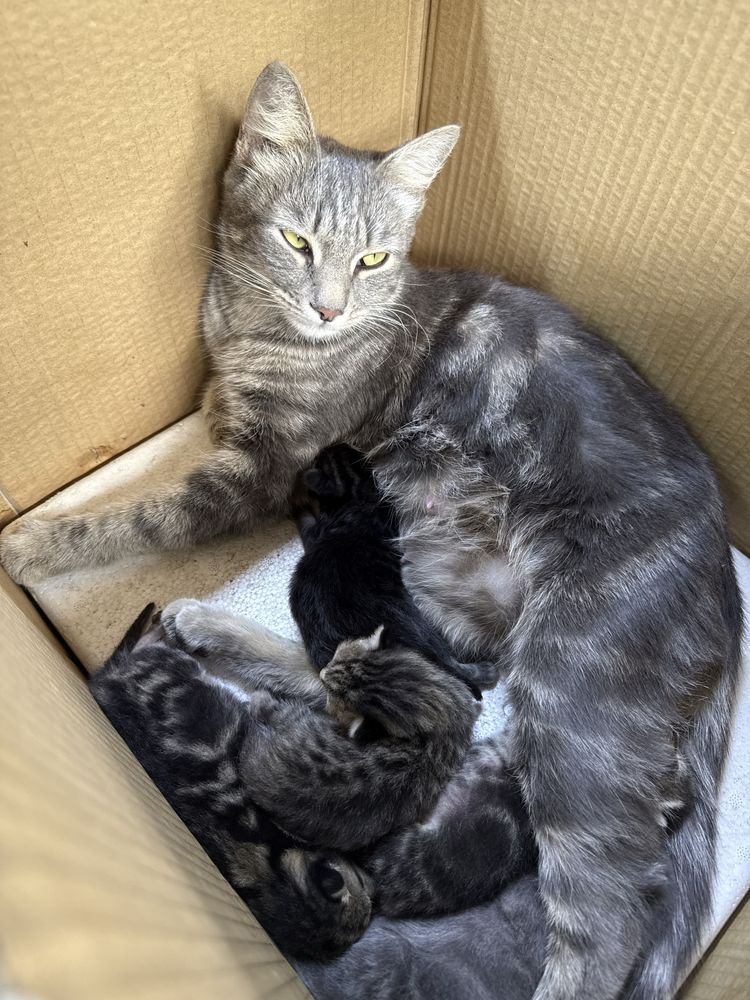 Котенок котята  кот кошка
