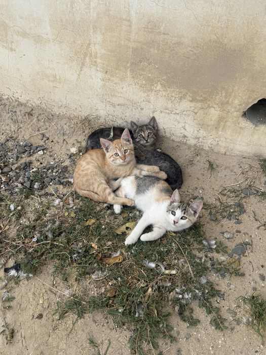 Новорожденные котята очень красивые необвчной красоты