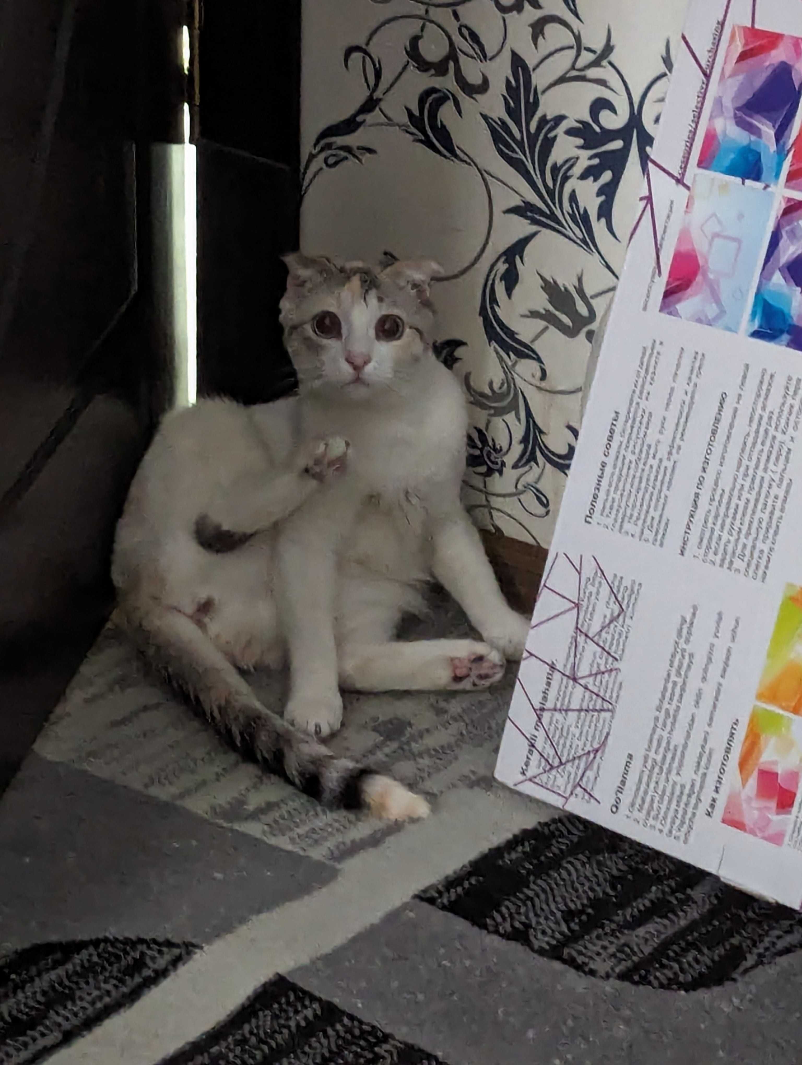 Потерялась кошечка